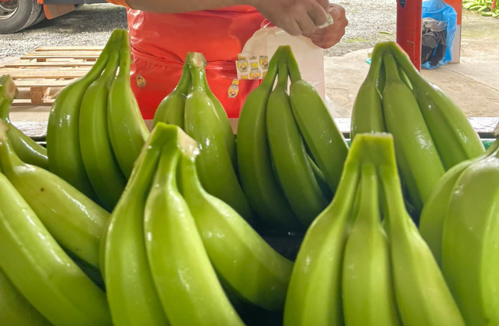 8/1～8/7　エクアドル大使館とのスペシャルコラボイベント「バナナWEEK～いちごmeetsバナナ」を開催します