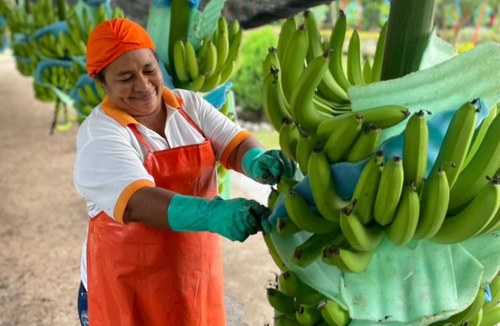 8/1～8/7　エクアドル大使館とのスペシャルコラボイベント「バナナWEEK～いちごmeetsバナナ」を開催します